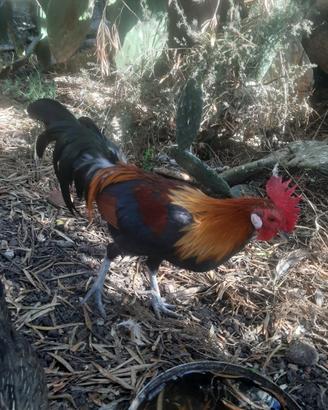 Coppia galline phoenix ornomentali