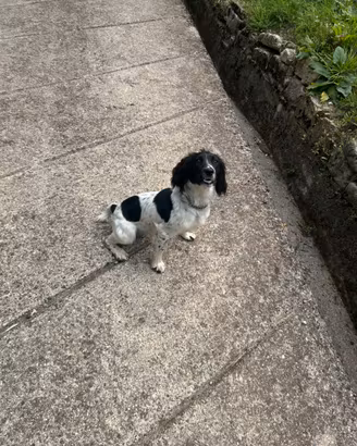 springer