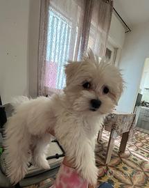 Cucciola maltese