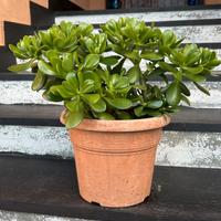 Crassula - pianta grassa