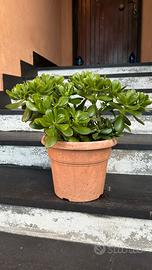 Crassula - pianta grassa