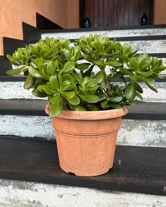 Crassula - pianta grassa