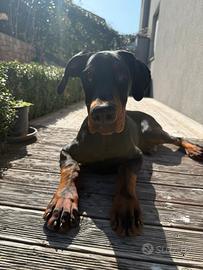 Cucciolo Dobermann