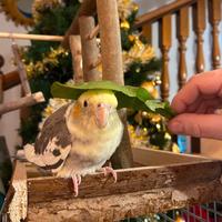 Calopsite con gabbia