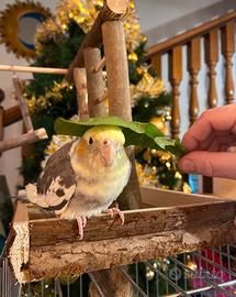 Calopsite con gabbia