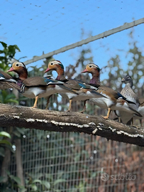 Anatre mandarine, caroline ecc