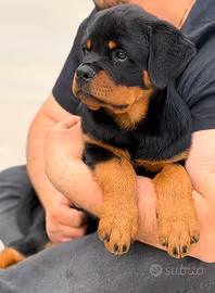 Cucciolo maschio rottweiler