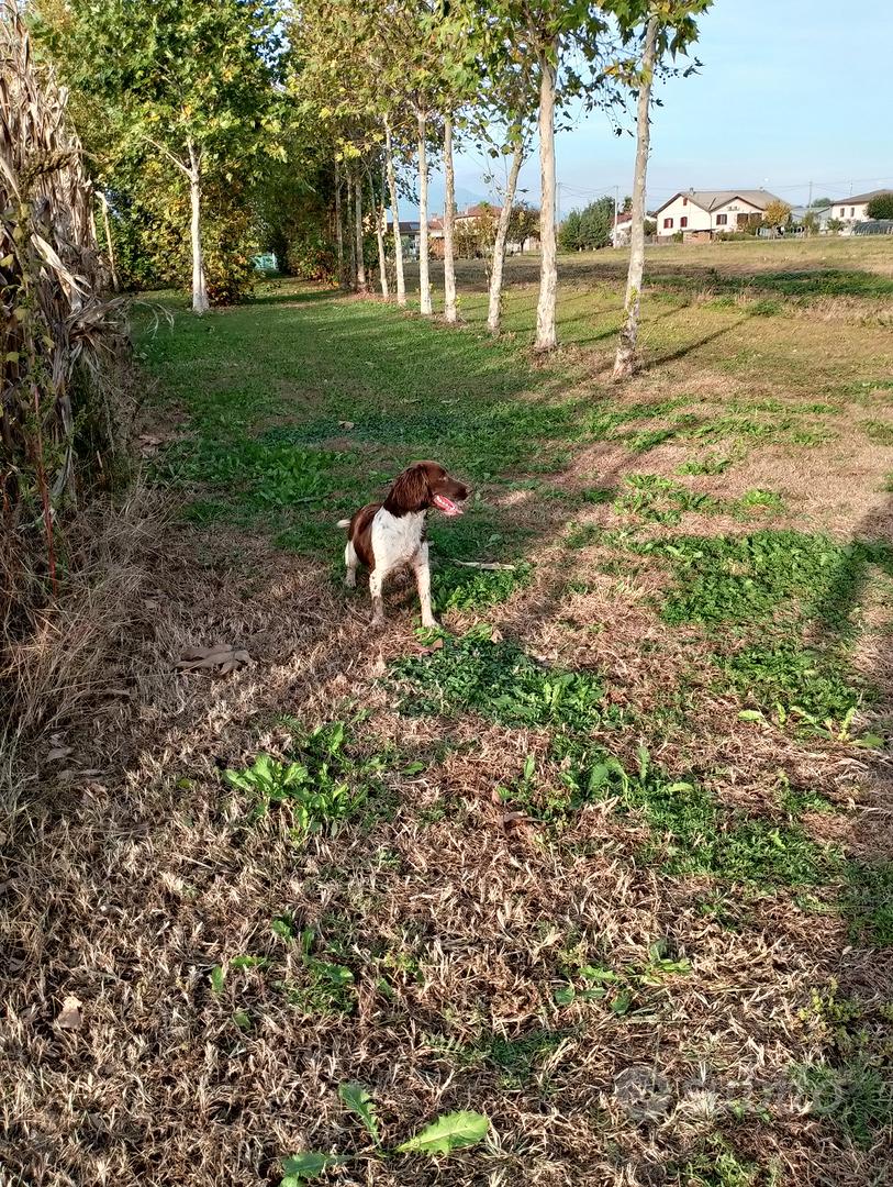 Springer - Animali In vendita a Vicenza