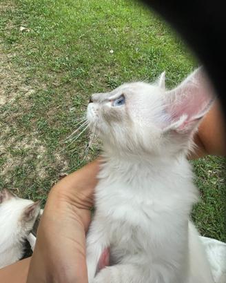 Ragdoll gatto