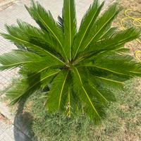 Pianta cycas