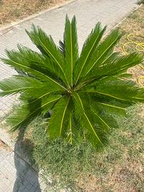 Pianta cycas