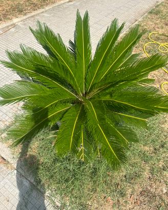 Pianta cycas