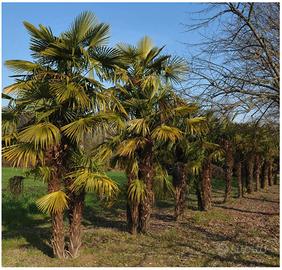 PALME - chamaerops excelsa