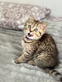 Gattini Scottish Straight e Fold