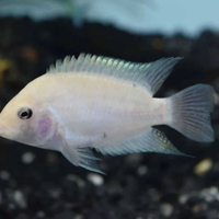 Pesci nigrofasciatum type