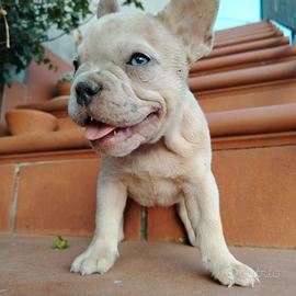 bulldog francese esotici taglia piccolissima 
