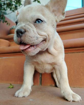 bulldog francese esotici taglia piccolissima 