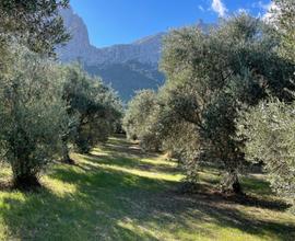 Terreno oliveto Oliena zona S'Ena Manna