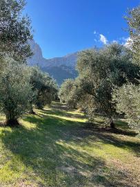 Terreno oliveto Oliena zona S'Ena Manna