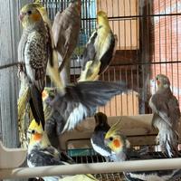 Pappagalli Calopsite