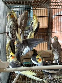 Pappagalli Calopsite