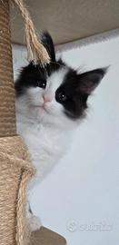 Maine coon xl maschietti