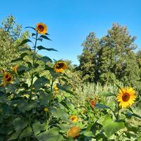 Semi di girasoli giganti