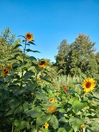Semi di girasoli giganti
