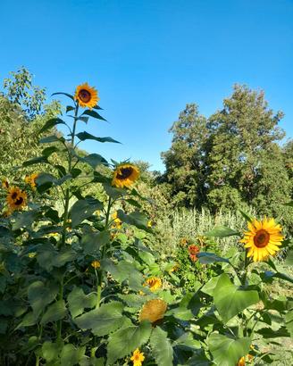 Semi di girasoli giganti