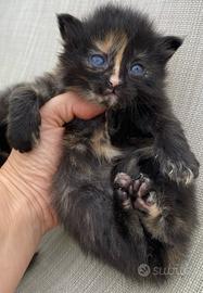 Cucciola femmina simil siberiano