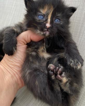Cucciola femmina simil siberiano
