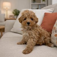 Barboncina toy femmina