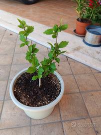 Piantina di Ibisco syriacus rosa