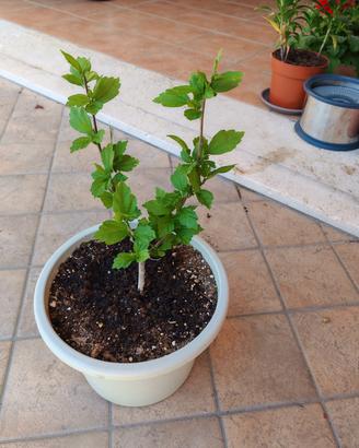 Piantina di Ibisco syriacus rosa