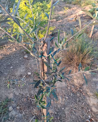 piante di olivi 