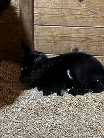 Caprette tibetane geneticamente senza corna