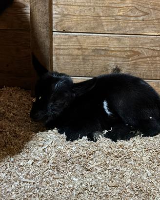 Caprette tibetane geneticamente senza corna