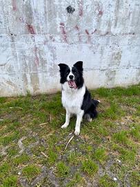 Border collie per monta