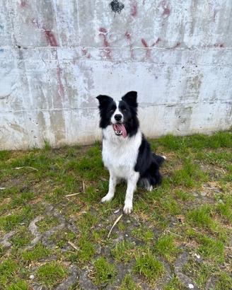 Border collie per monta