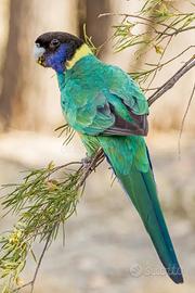 Rosella di Port Lincoln