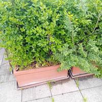 siepi fioriere vasi terrazzo balcone casa