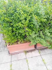 siepi fioriere vasi terrazzo balcone casa