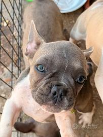Bulldog francesi