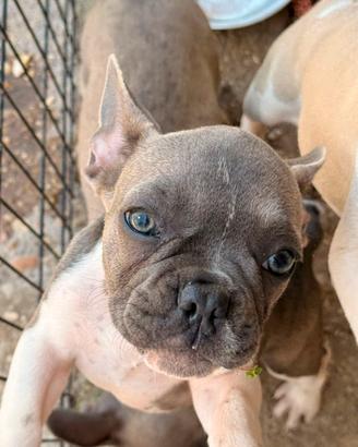 Bulldog francesi