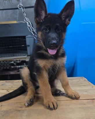 Cuccioli di pastore tedesco
