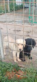 Labrador cuccioli e cuccioloni