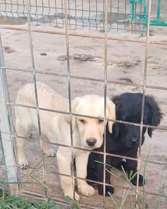 Labrador cuccioli e cuccioloni