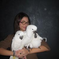 Cacatua alba allevato a mano
