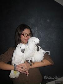 Cacatua alba allevato a mano