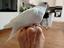 Immagine 1